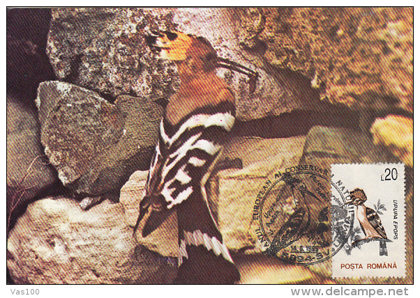 BIRDS, HOOPOE, CM, MAXICARD, CARTES MAXIMUM, 1995, ROMANIA - Spechten En Klimvogels