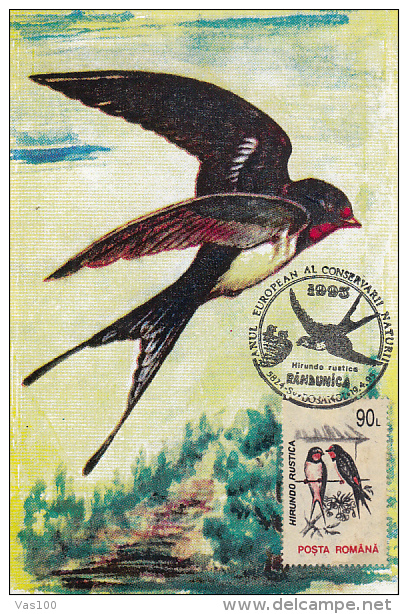 BIRDS, BARN SWALLOW, CM, MAXICARD, CARTES MAXIMUM, 1995, ROMANIA - Golondrinas