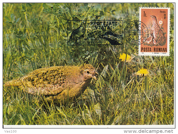 BIRDS, GREY PARTRIDGE, CM, MAXICARD, CARTES MAXIMUM, 1985, ROMANIA - Perdrix, Cailles