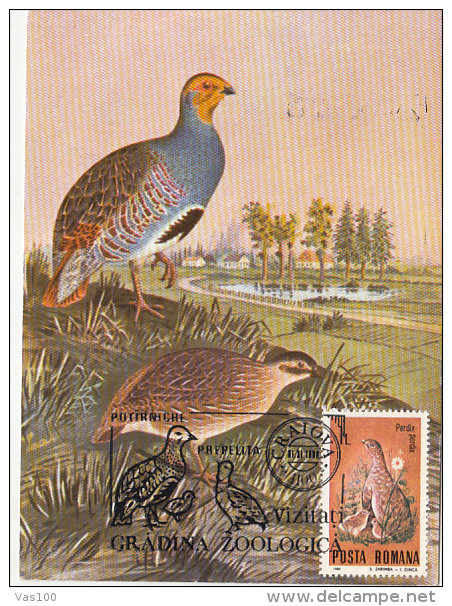 BIRDS, GREY PARTRIDGE, CM, MAXICARD, CARTES MAXIMUM, 1988, ROMANIA - Grey Partridge