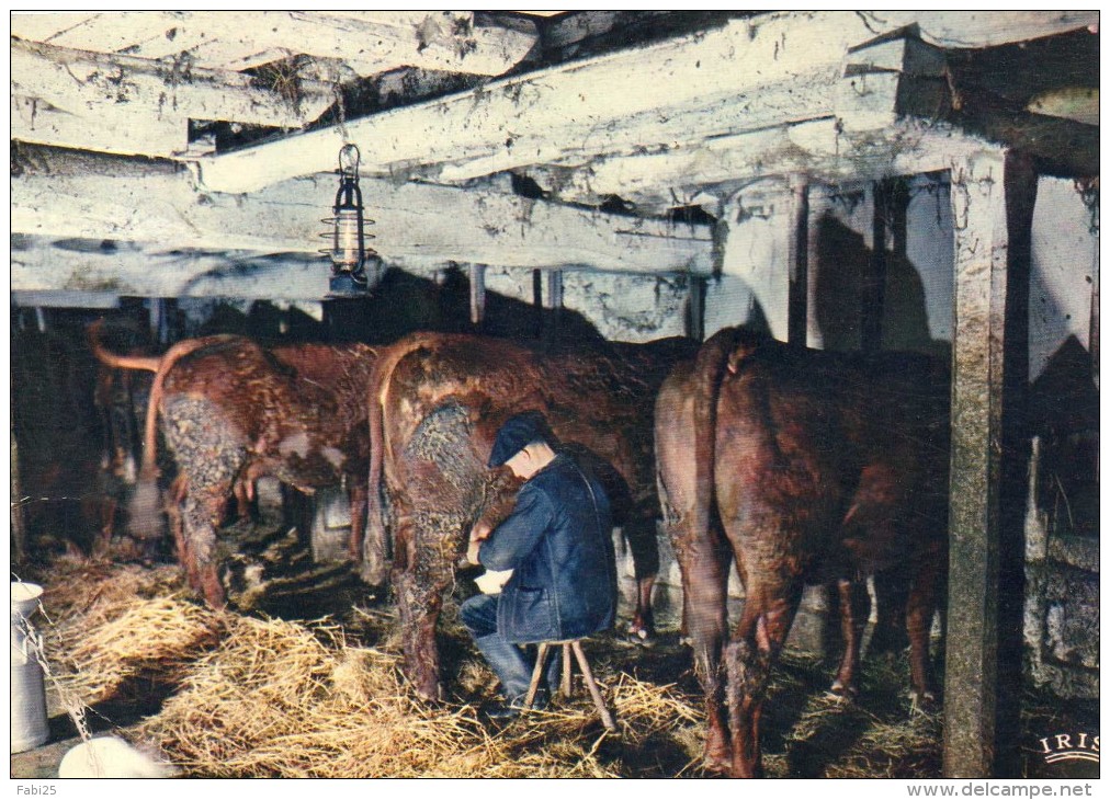 UNE JOURNEE S ACHEVE TRAITE DES VACHES AGRICULTURE - Autres & Non Classés