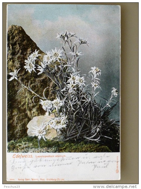 SUISSE / SCHWEIZ / SVIZZERA / SWITZERLAND // 1903 AK EDELWEISS, Farbig, BLUMEN - Fiori