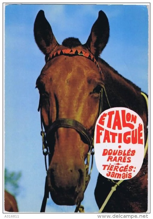 Cpm  ETALON FATIGUE - Horses