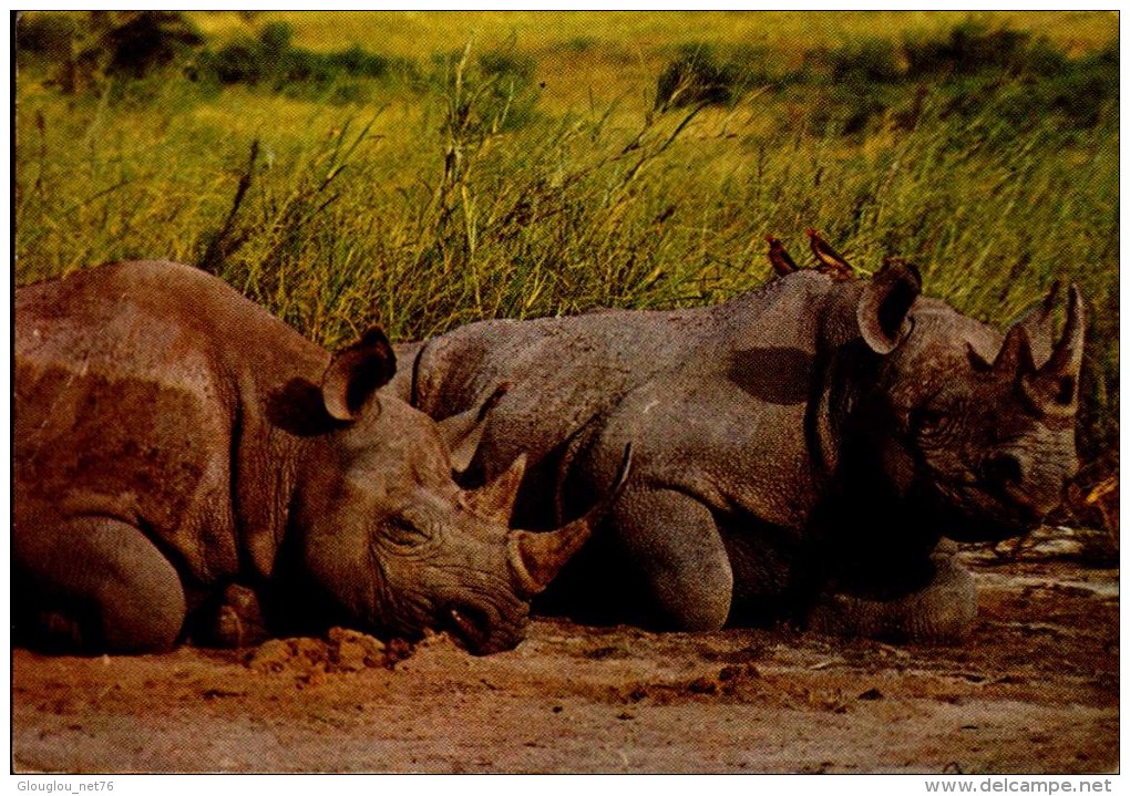 RHINOCEROS ...CPM - Rhinoceros