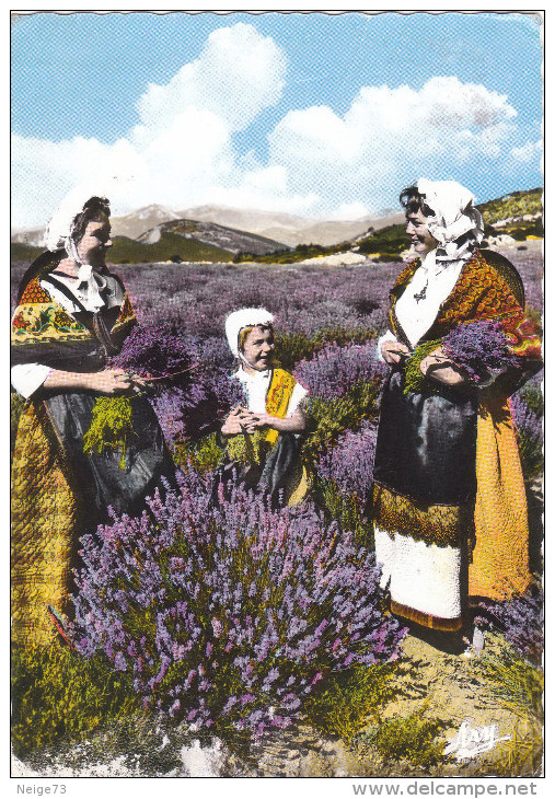 Carte Postale Des Années 60 - Folklore Provençal - Coupeuse De Lavande - Costumes