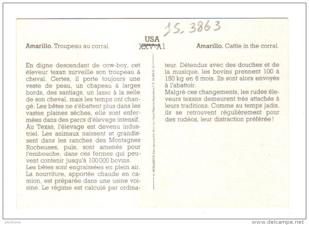 Etats Unis: Amarillo, Troupeau Au Corral, Cattle In The Corral (15-3863) - Amarillo