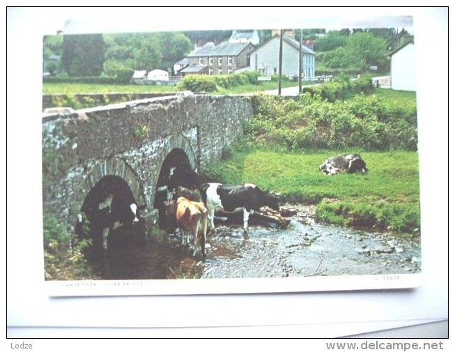 Wales Carnarthenshire Llanybyther Duar Bridge With Cattle - Carmarthenshire
