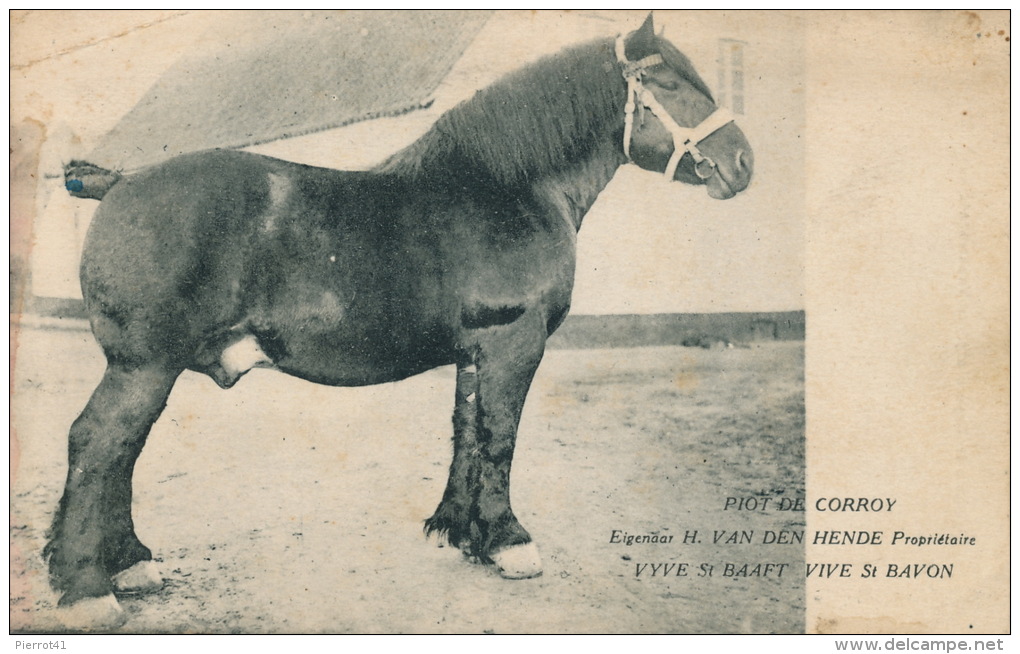 BELGIQUE - TIELT - VIVE SAINT BAVON - SINT BAAFS VIJVE - " PIOT DE CORROY " ( Cheval - Horse ) - Tielt