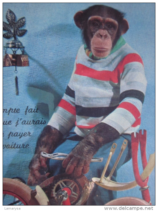 CARTE POSTALE CPA POSTKART HUMORISTIQUE TYPE CHROMO/IMAGE SINGE Habillé Faisant Vélo Cycle Bicyclette=>animaux Habillés - Dressed Animals