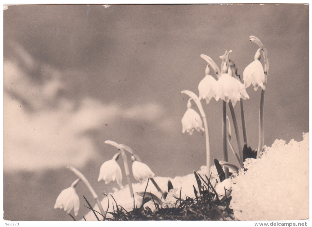 Carte Photo Ancienne - Fleurs Des Montagnes - Nivéoles Du Printemps - Märzenglöckchen - Photo Benedikt Rast. Fribourg - Alpinisme