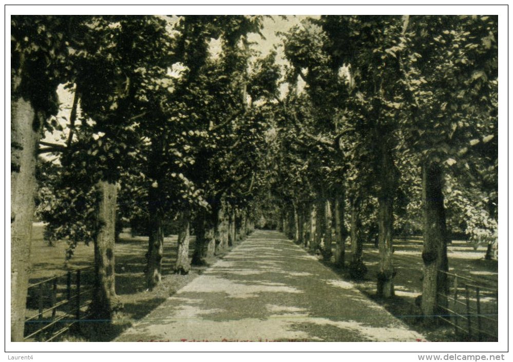 (PH 123) Very Old Postcard - UK - Oxford Tree Line Road - Trees