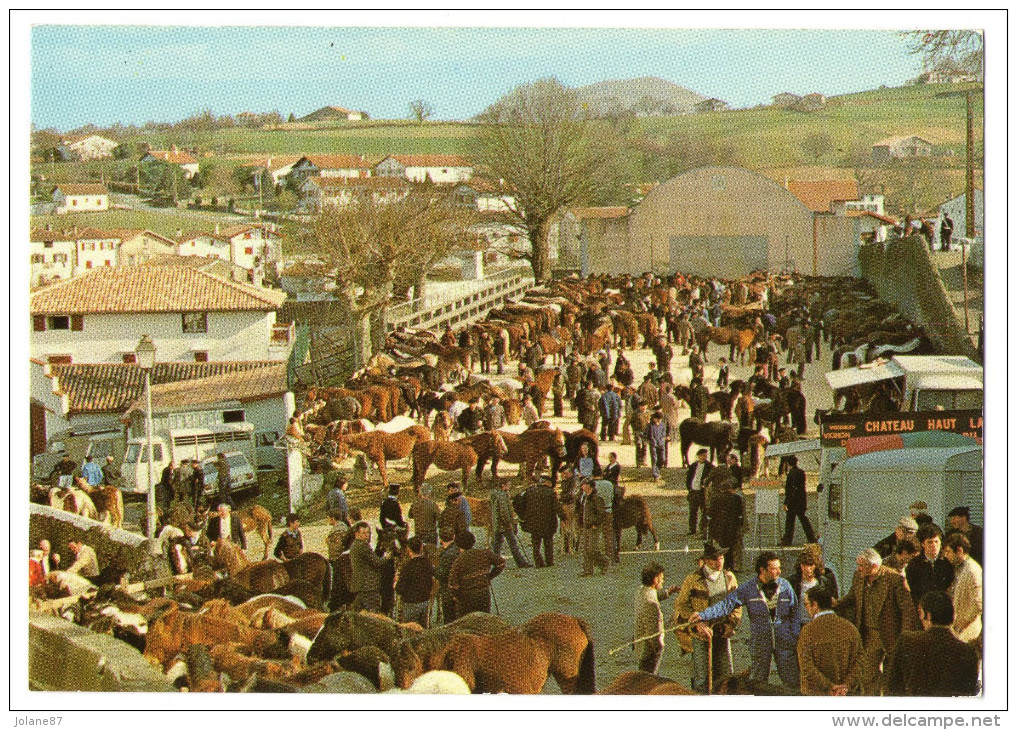 CPM   64     ESPELETTE     FOIRE AUX POTTOKAK     CHEVAUX PONEYS BASQUES - Espelette