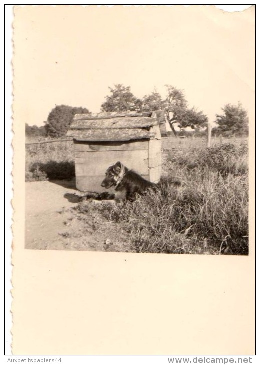 Photo Originale Animaux - Portrait De Berger Allemand Et Sa Niche - - Anonyme Personen