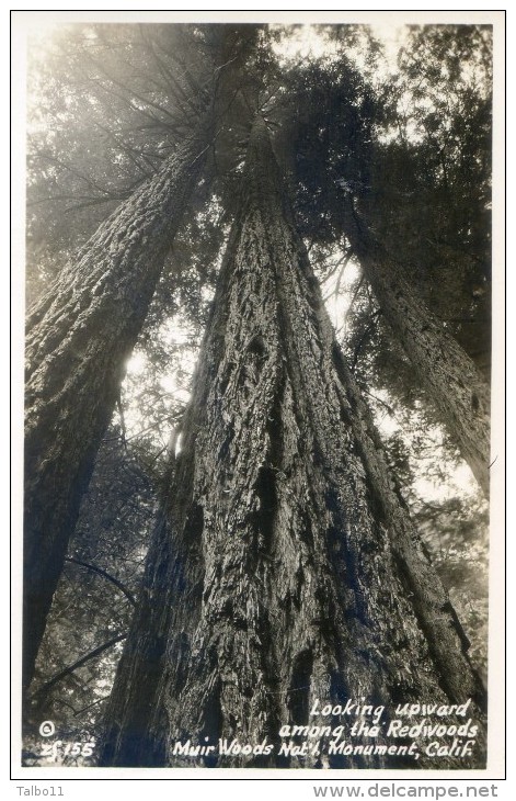 Looking Upward Among The Redwoods - Muir Woods Nat´l Monument - Californie - Autres & Non Classés