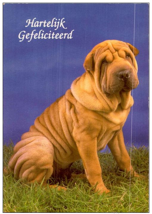 CHIEN / 10 CARTES POSTALES  / LOT  1395 / 35 - 5 - 99 Postales