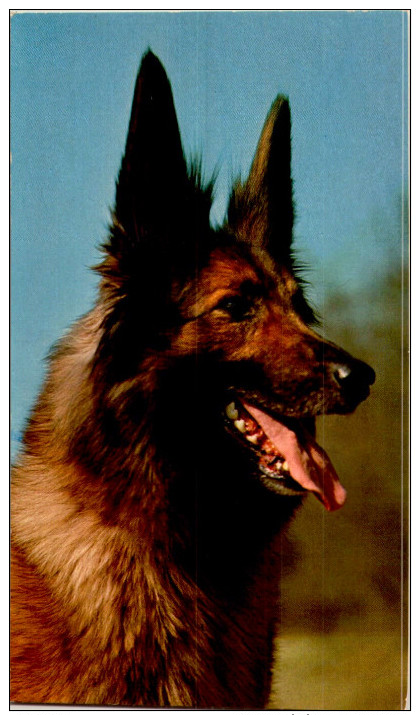 CHIEN / 10 CARTES POSTALES  / LOT  1395 /39 - 5 - 99 Postales