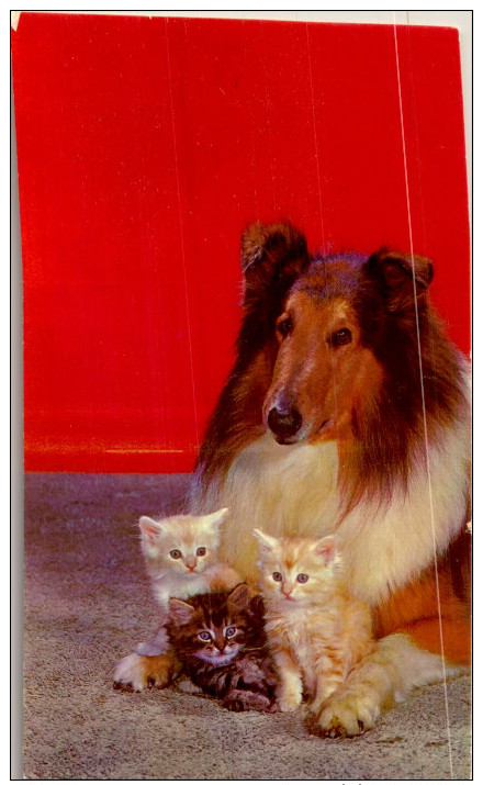 CHIEN / 10 CARTES POSTALES  / LOT  1395 / 40 - 5 - 99 Postales