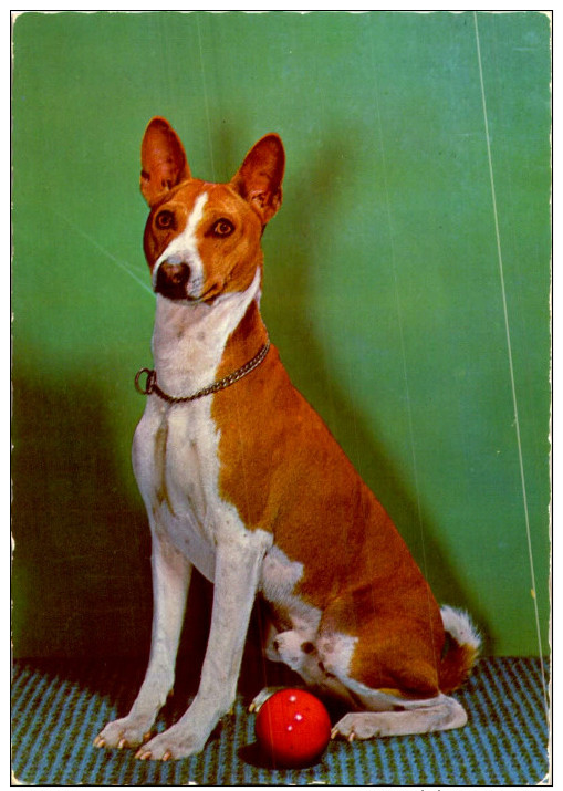 CHIEN / 10 CARTES POSTALES  / LOT  1395 / 40 - 5 - 99 Postales