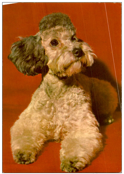 CHIEN / 10 CARTES POSTALES  / LOT  1395 / 40 - 5 - 99 Postales