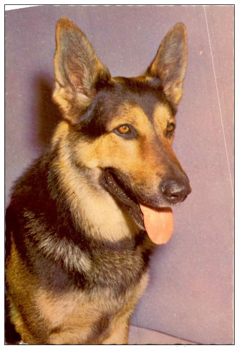 CHIEN / 10 CARTES POSTALES  / LOT  1395 / 40 - 5 - 99 Postales