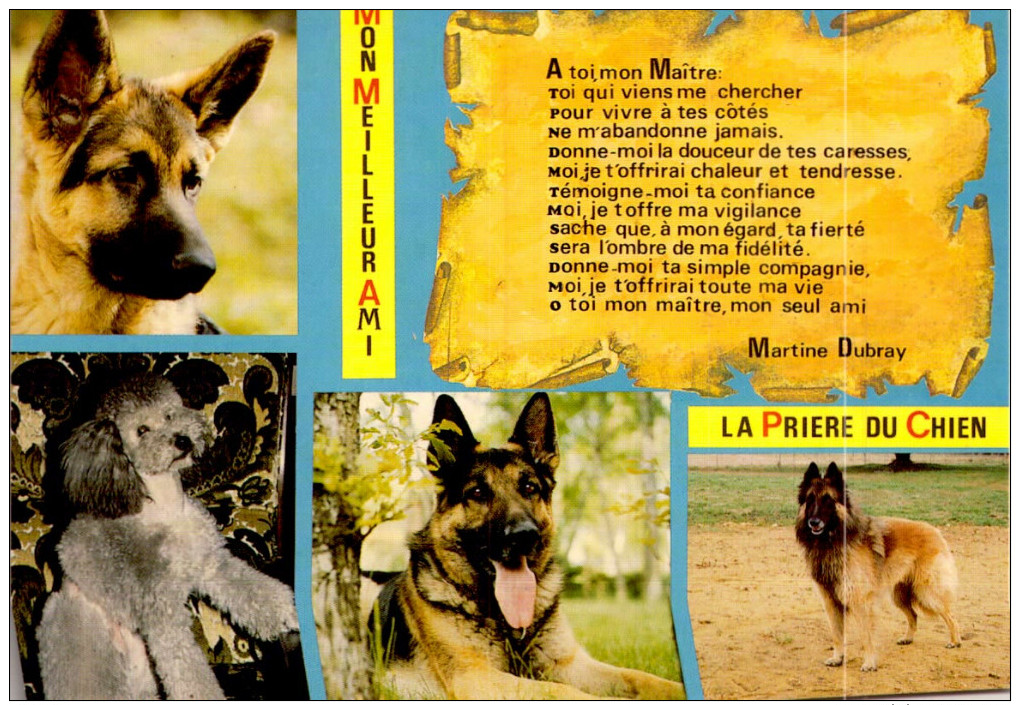 CHIEN / 10 CARTES POSTALES  / LOT  1395 / 40