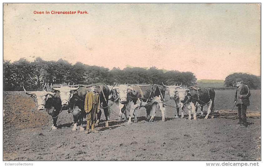 Angleterre        Oxen In Cirencerster Park - Otros & Sin Clasificación