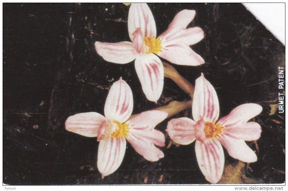 Sierra Leone, SRL-16, Orchid 2, 2 Scans. - Sierra Leona