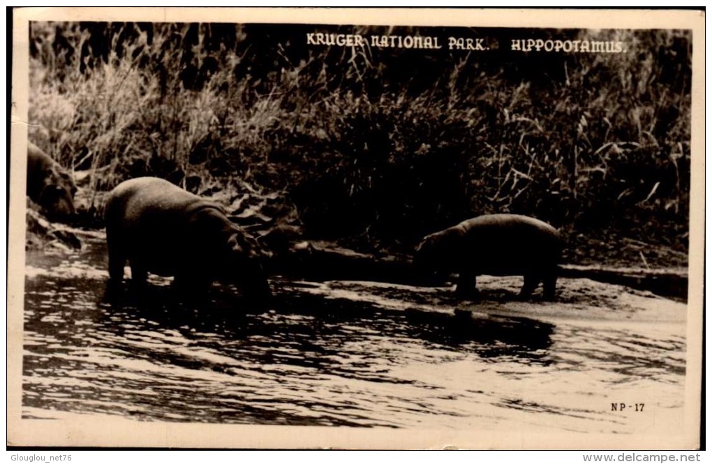 HIPPOPOTAMES...CPSM PETIT FORMAT - Flusspferde