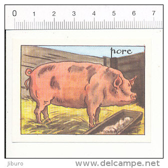 Image Editions éducatives TBE  Calvet-Rogniat / Porc / Cochon / Animal Pig Agriculture Elevage  / IM 175/7 - Autres & Non Classés