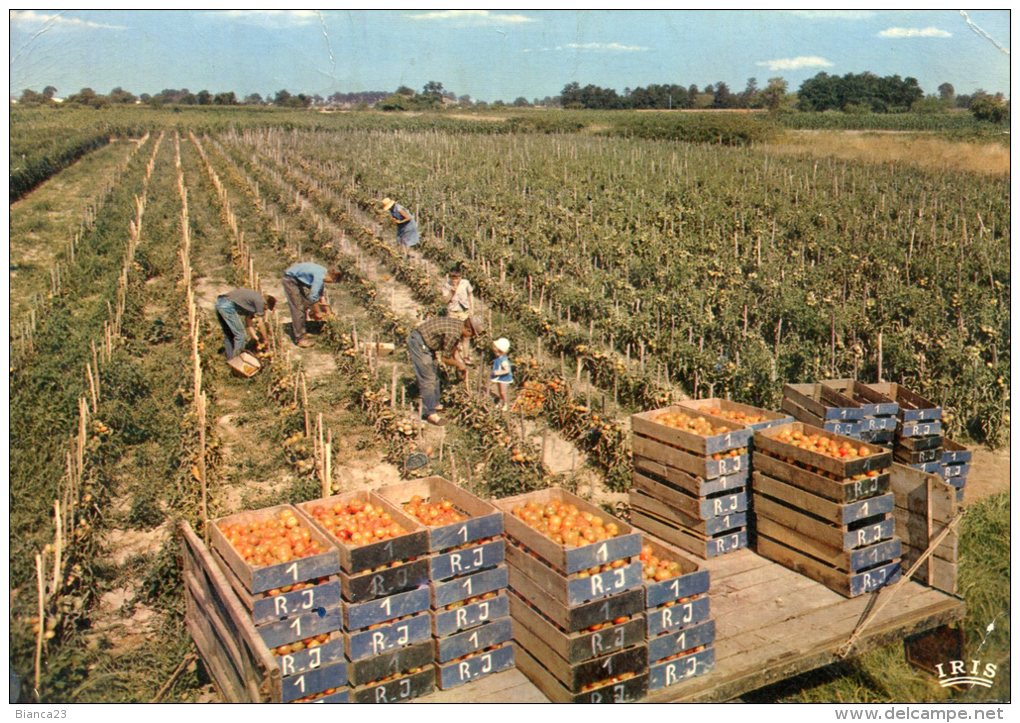 B18682 La Cueillette Des Tomates - Otros & Sin Clasificación