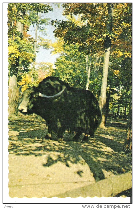 Parc Zoologique Granby, Quebec  Zoological Park Yak Asie Centrale Wild Yak Central Asia - Granby