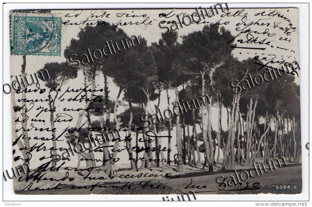 1911 - Albero Tree Pino Pineta Pine - Trees