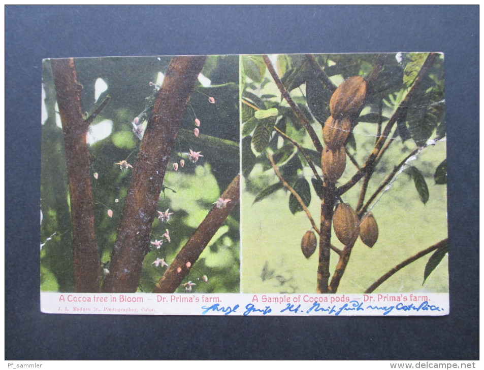 Ansichtskarte Republica De Panama. 1907 In Die Schweiz. A Cocoa Tree In Bloom. A Sample Of Cocoa Pods. Dr. Prima's Farm - Panama