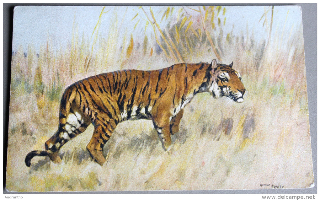 CPA TIGRE - Illustrateur - Savanne - Tigres