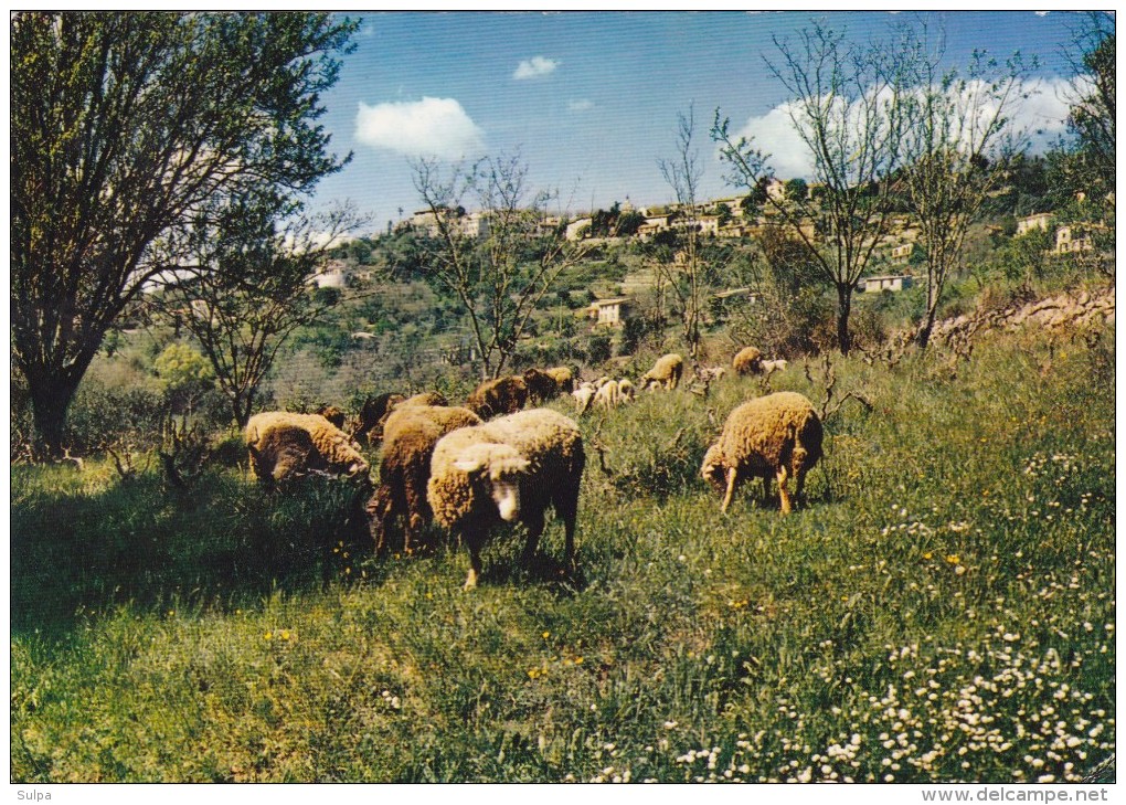 Montauroux, Avec Troupeau De Moutons - Montauroux