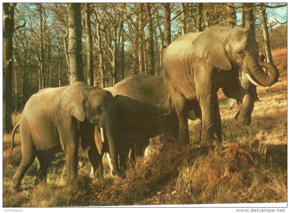 Postcard - Elephants At Longleat. CKLONL1 - Elephants