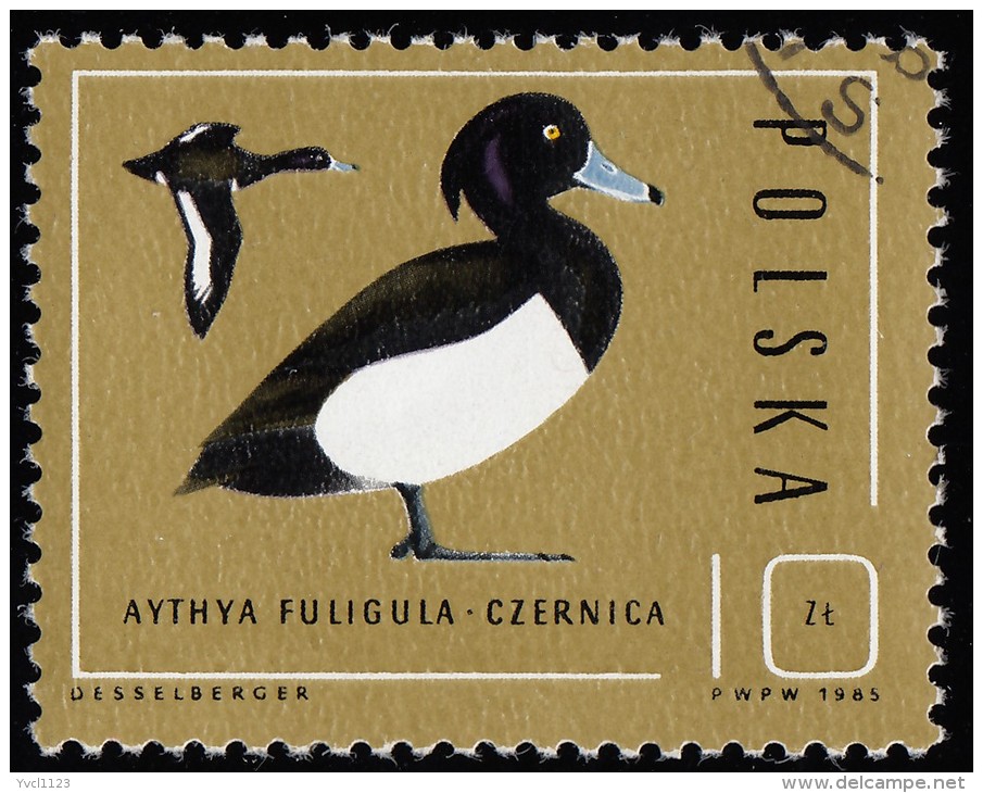 POLAND - Scott #2700 Aythya Fuligula (*) / Used Stamp - Ducks