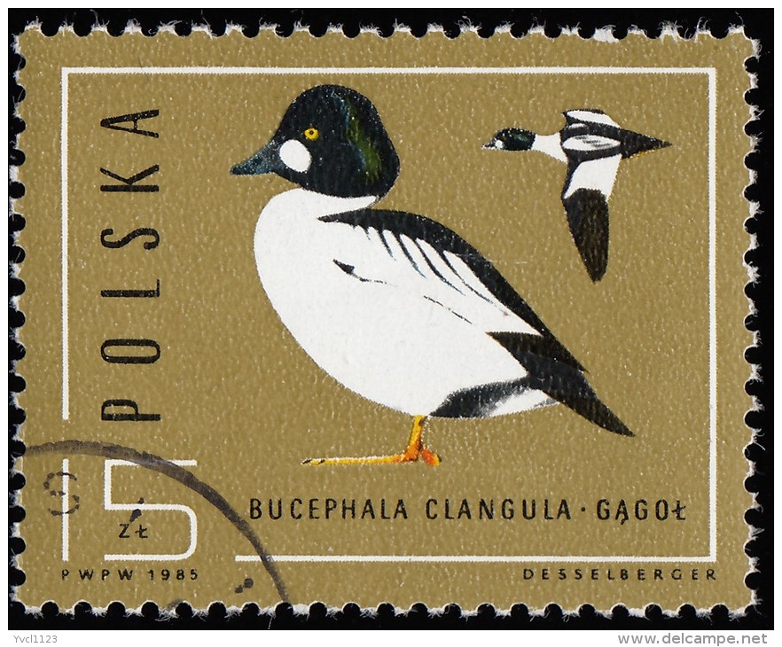 POLAND - Scott #2701 Bucephala Clangula (*) / Used Stamp - Ducks