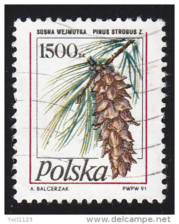 POLAND - Scott #3014 Pinus Strobus (*) / Used Stamp - Alberi