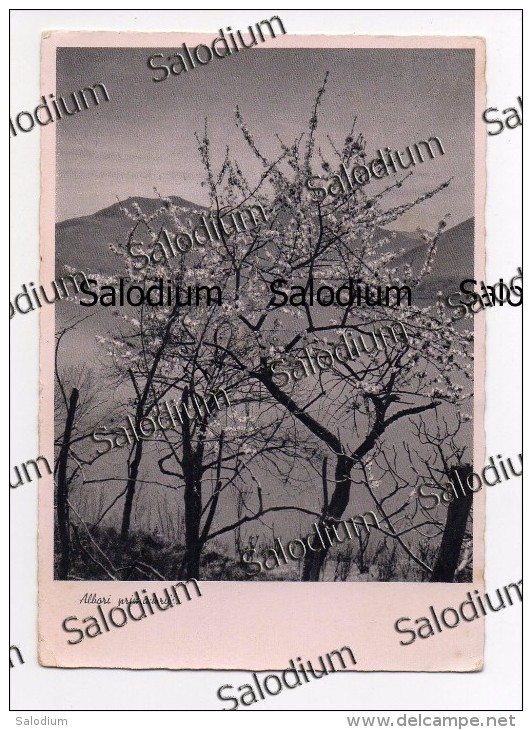 1941 - FOTO FOTOGRAFICA ARTISTICA - Albero Tree - Trees