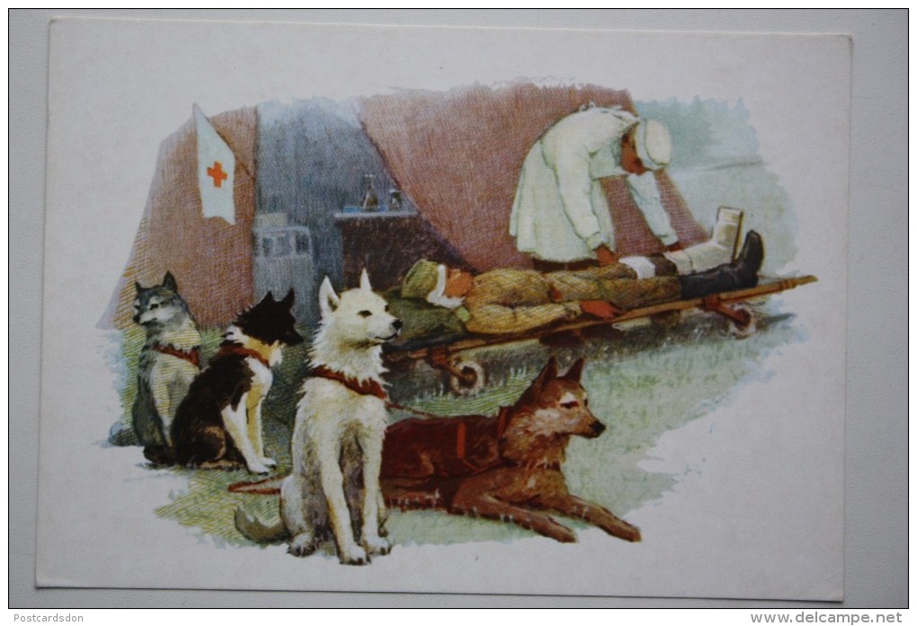 AT WORLD WAR II. LAIKA DOG.  OLD  USSR PC 1972 - Red Cross - Red Cross