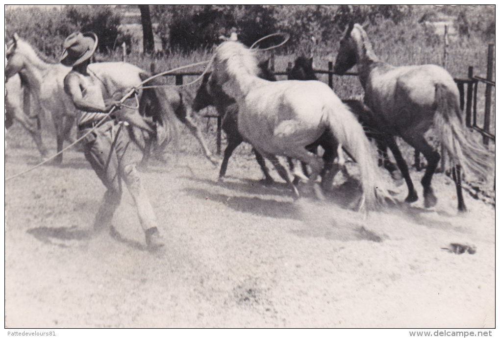 CPSM - PHOTO Dentelée (30) AIGUES-MORTES Dressage De Chevaux Horse Carte-Photo - Aigues-Mortes