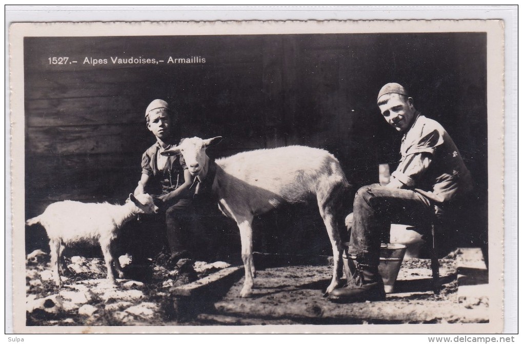 Chèvres / Ziegen / Goats. Armaillis Et Chèvres Dans Les Alpes Vaudoises - Autres & Non Classés