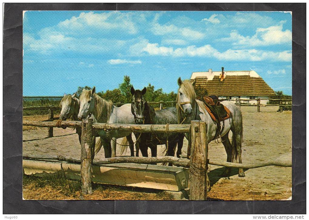 CHEVAUX CAMARGUAIS - Pferde