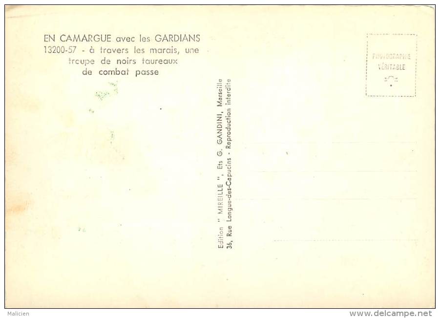 Gd Format Div -ref R600 - Bouches Du Rhone - En Camargue Avec Les Gardians - Troupe De Taureaux Noirs De Combat - - Other & Unclassified