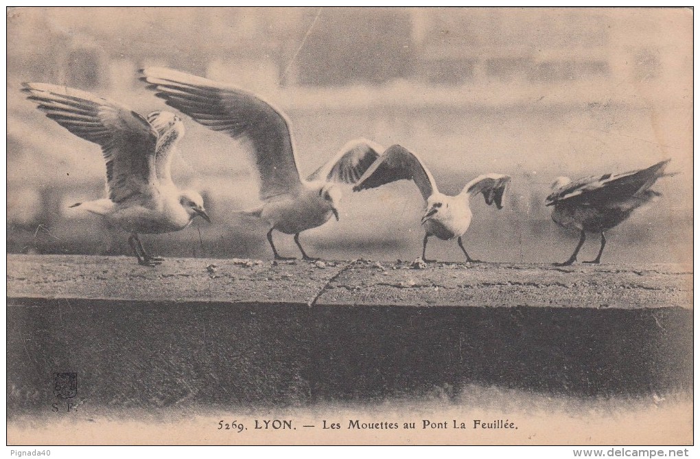 Cp , ANIMAUX , LYON , Les Mouettes Au Pont La Feuillée - Pájaros