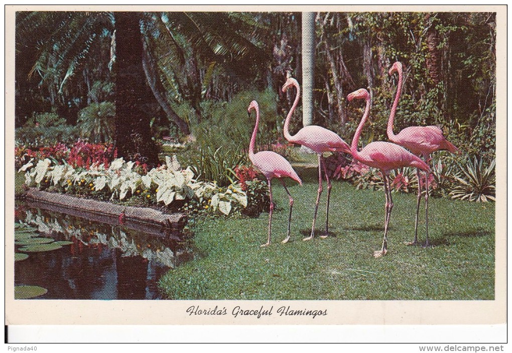 Cp , ANIMAUX , Florida's Graceful Flamingos Parade For The Visitors - Vogels