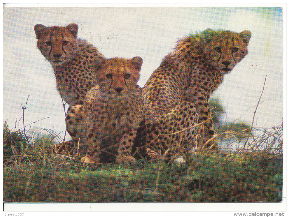 PK-CP Kenia/Kenya, African Wildlife, Gebraucht, Siehe Bilder!*) - Kenia