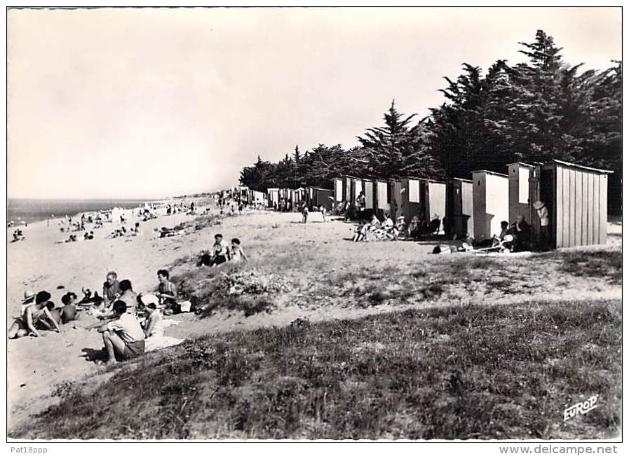 17 - ILE D'OLERON : Petit Lot De 6  CPSM Dentelée Noir Blanc Grand Format ( Toutes Scannées ) Charente Maritime - Ile D'Oléron