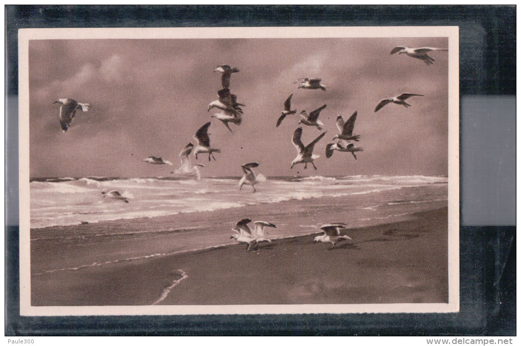 Sylt - Möwen Am Strand - Sylt